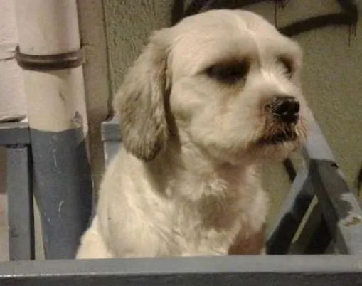 Cachorro ra a MIX idade 2 a 6 meses nome PUPY