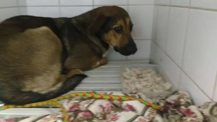 Cachorro ra a SRD idade  nome MEL