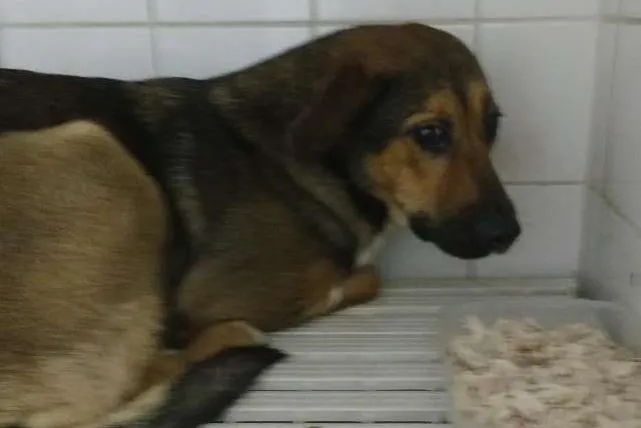 Cachorro ra a SRD idade  nome MEL