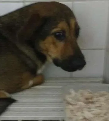Cachorro ra a SRD idade  nome MEL