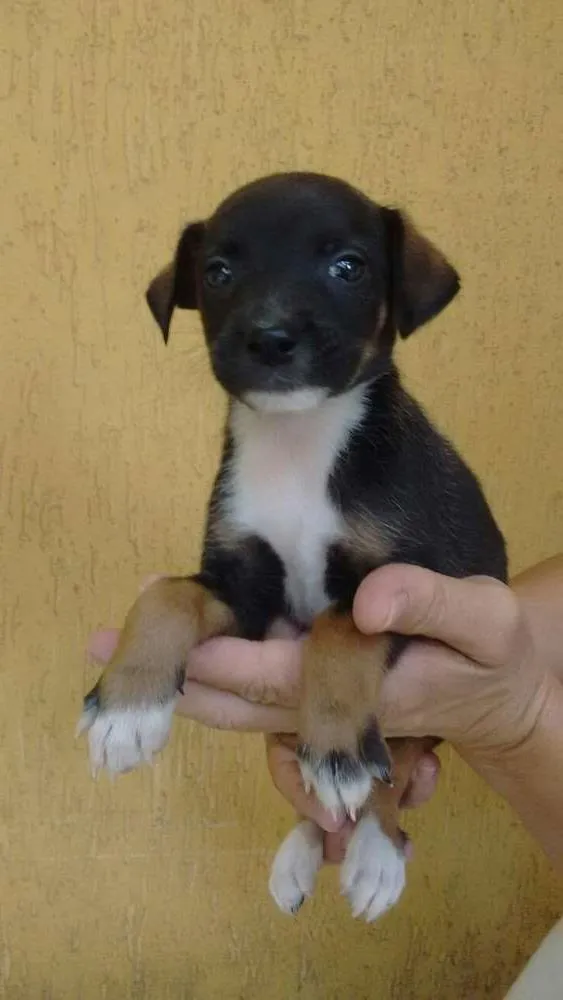 Cachorro ra a SRD idade  nome DALIA