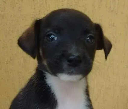 Cachorro ra a SRD idade  nome DALIA