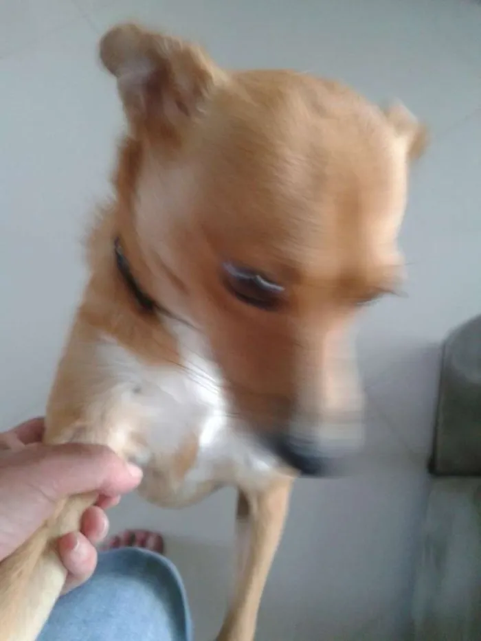Cachorro ra a SRD idade 1 ano nome REBECA