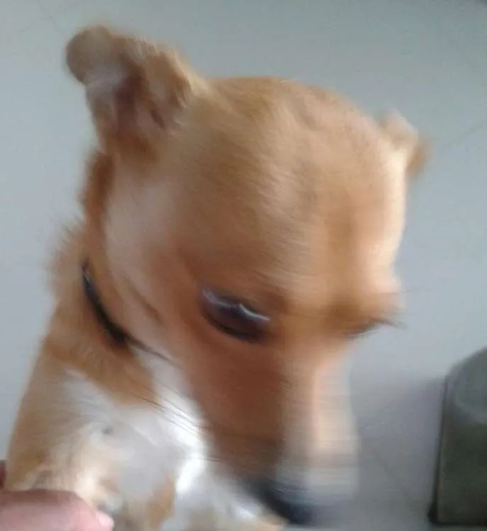 Cachorro ra a SRD idade 1 ano nome REBECA