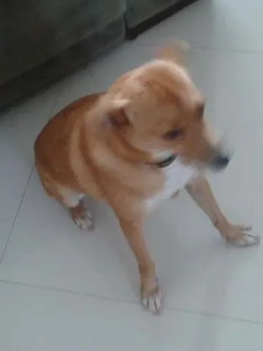 Cachorro ra a SRD idade 1 ano nome REBECA