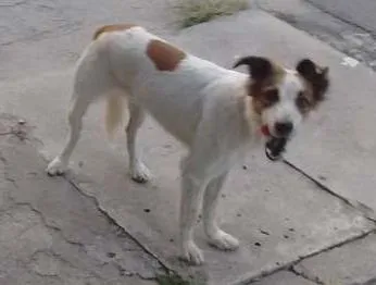 Cachorro ra a não sei idade  nome não sei