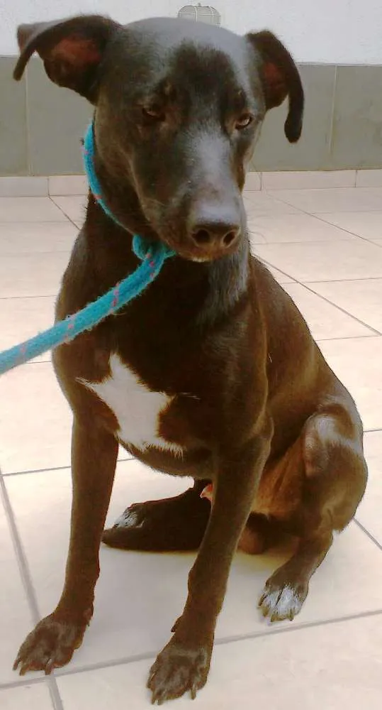 Cachorro ra a SRD idade 2 anos nome MIKE