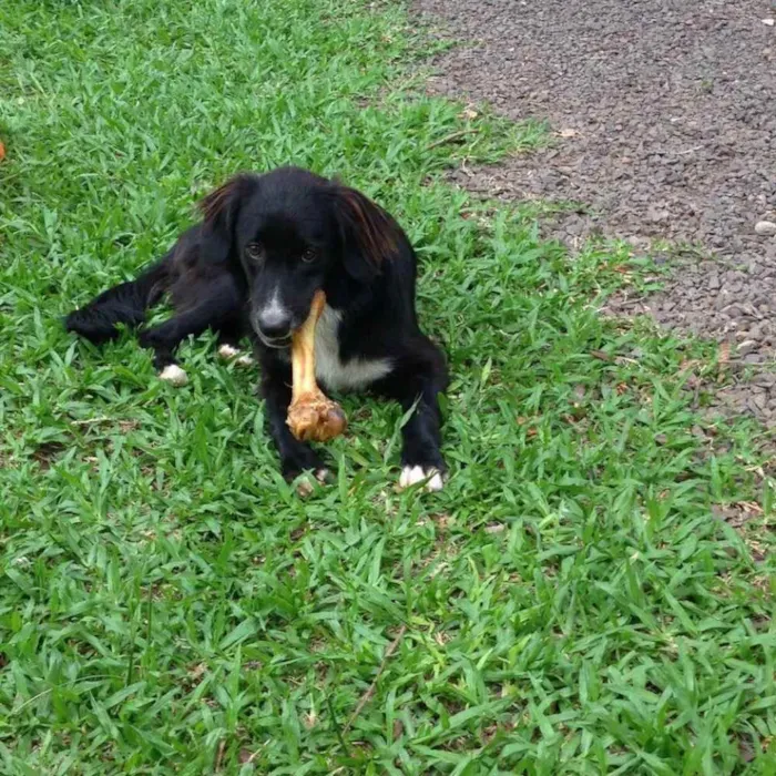 Cachorro ra a Vira lata idade 7 a 11 meses nome Greta
