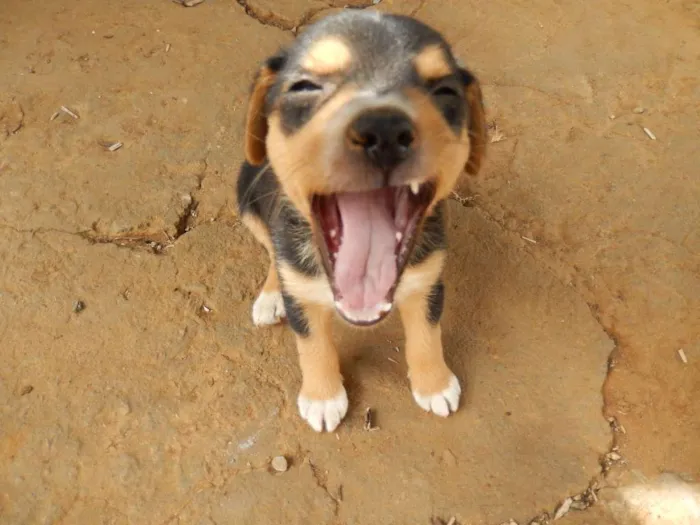Cachorro ra a  idade 2 a 6 meses nome Hope 