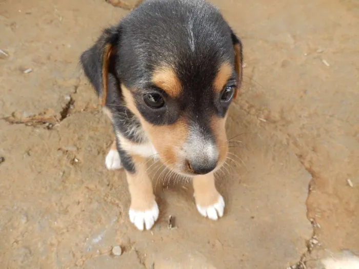Cachorro ra a  idade 2 a 6 meses nome Hope 