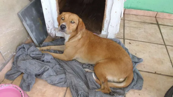 Cachorro ra a SRD idade 7 a 11 meses nome MEL
