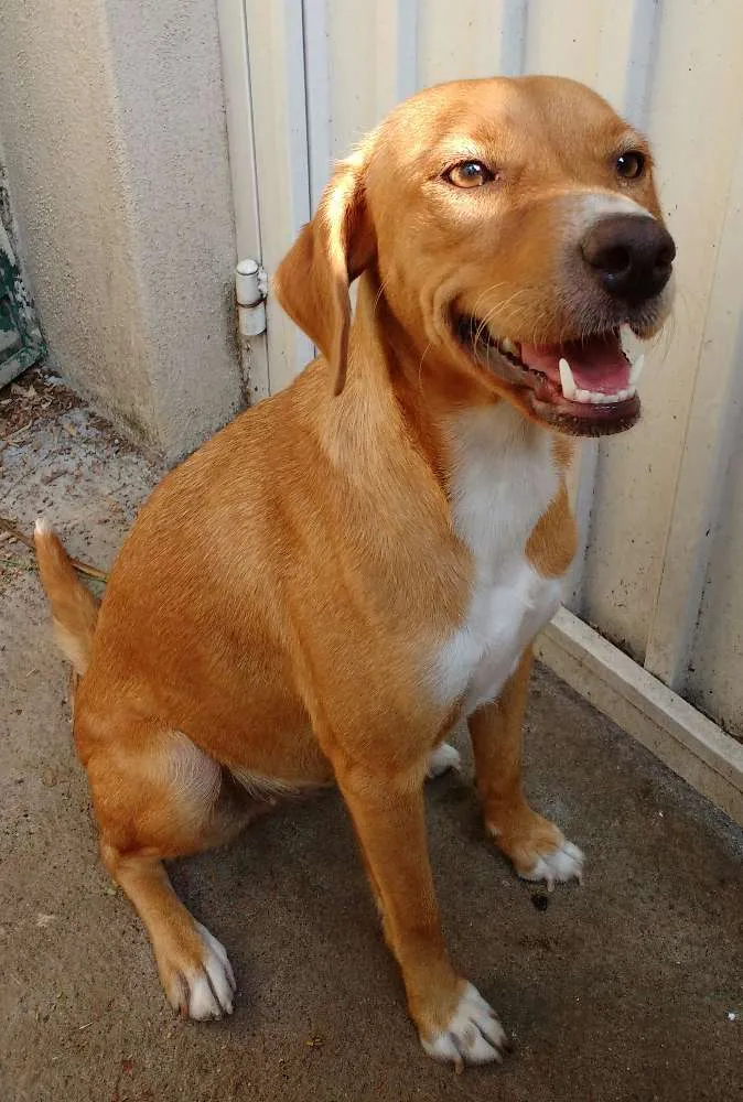 Cachorro ra a SRD idade 7 a 11 meses nome MEL