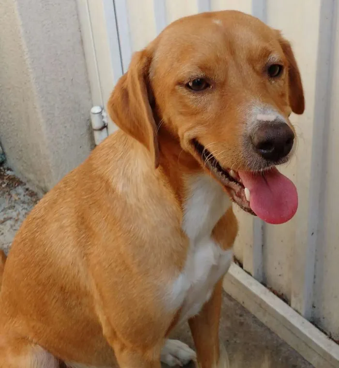 Cachorro ra a SRD idade 7 a 11 meses nome MEL