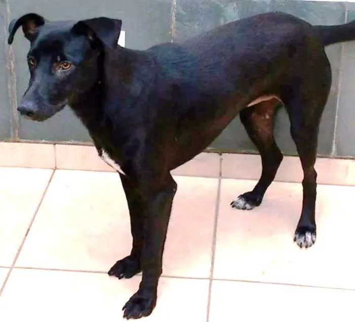 Cachorro ra a SRD idade 2 anos nome MIKE