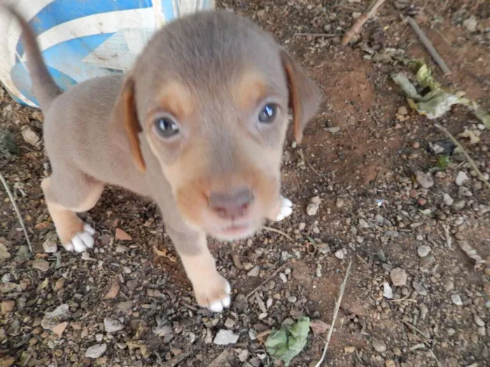 Cachorro ra a  idade 2 a 6 meses nome Klaus 