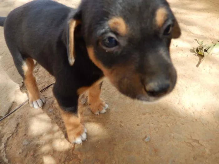 Cachorro ra a  idade 2 a 6 meses nome Elijah 