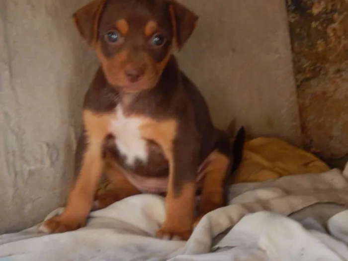 Cachorro ra a  idade 2 a 6 meses nome Dean 