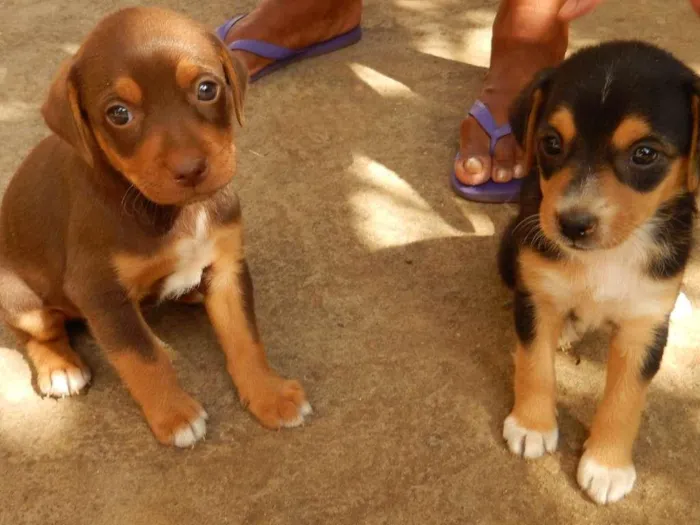 Cachorro ra a  idade 2 a 6 meses nome Dean 