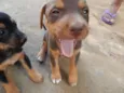 Klaus 