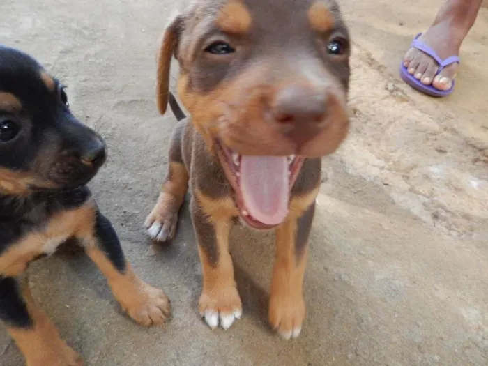 Cachorro ra a  idade 2 a 6 meses nome Klaus 
