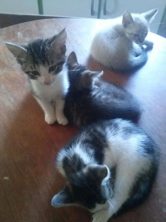 Gato ra a indefinida idade Abaixo de 2 meses nome gato filhote