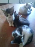 gato filhote