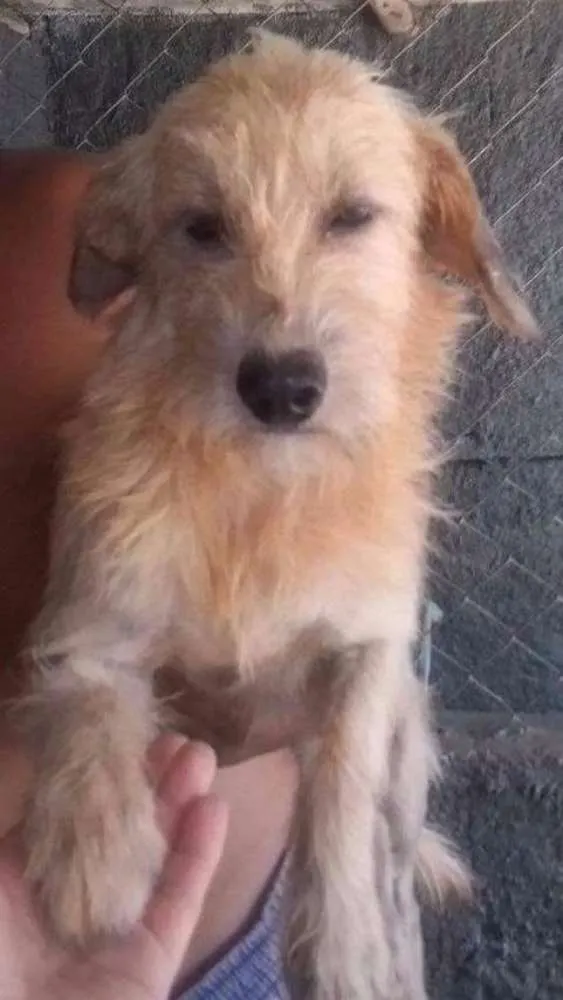 Cachorro ra a SRD idade 2 anos nome Clarinha