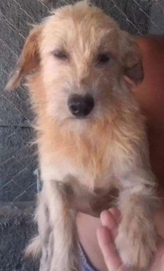 Cachorro ra a SRD idade 2 anos nome Clarinha