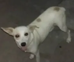 Cachorro ra a Vira lata idade 2 anos nome Kita