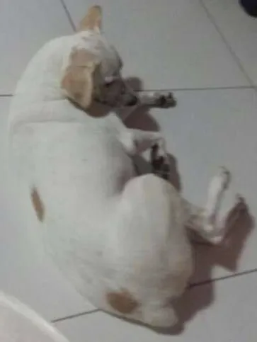 Cachorro ra a Vira lata idade 2 anos nome Kita