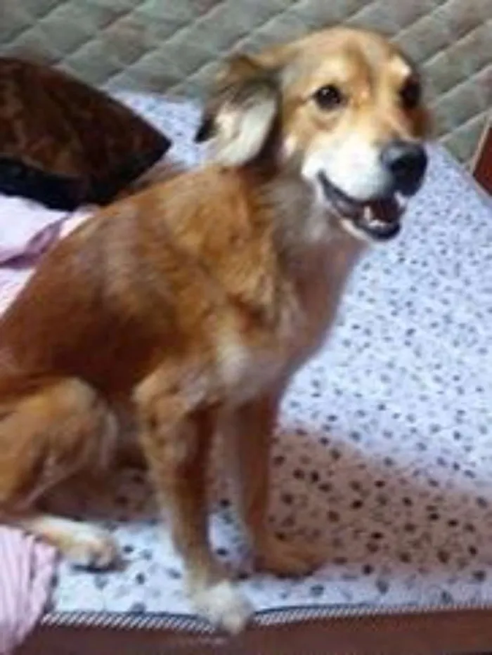 Cachorro raça SRD idade 2 anos nome Pelucio