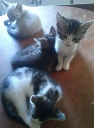 Gato raça indefinida idade Abaixo de 2 meses nome gato filhote