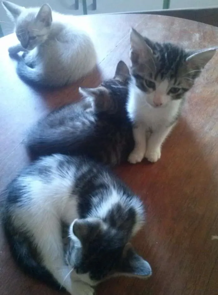 Gato ra a indefinida idade Abaixo de 2 meses nome gato filhote