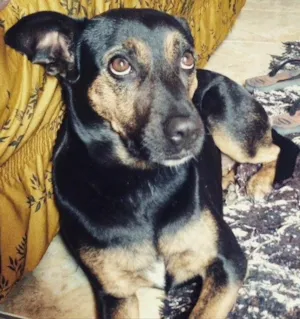 Cachorro raça Vira-lata idade 6 ou mais anos nome Valentina