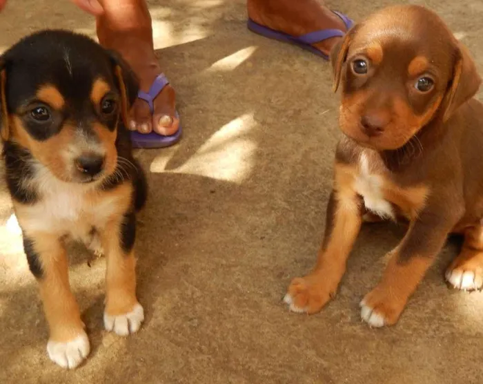 Cachorro ra a  idade 2 a 6 meses nome Dean 