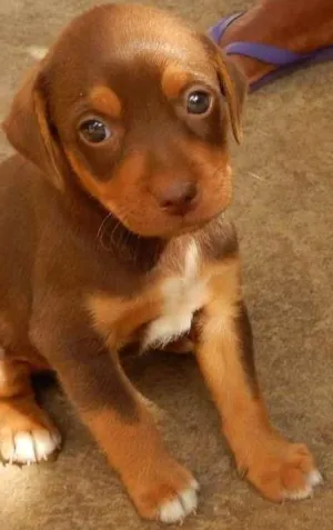 Cachorro raça  idade 2 a 6 meses nome Dean 