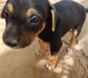 Cachorro raça  idade 2 a 6 meses nome Elijah 