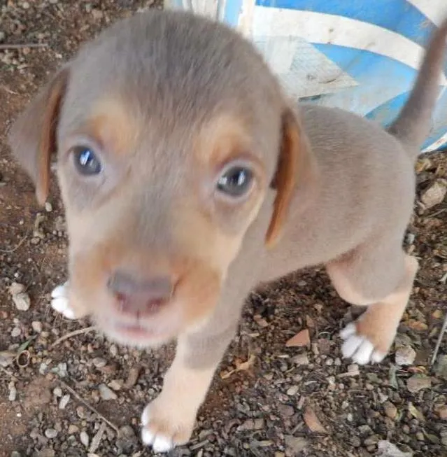 Cachorro ra a  idade 2 a 6 meses nome Klaus 