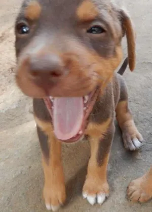 Cachorro raça  idade 2 a 6 meses nome Klaus 