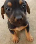 Sammy 