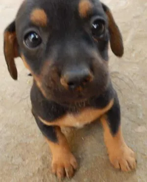 Cachorro raça  idade 2 a 6 meses nome Sammy 