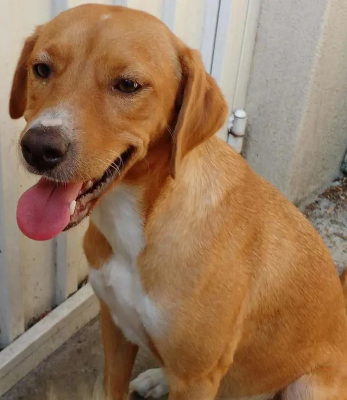 Cachorro ra a SRD idade 7 a 11 meses nome MEL