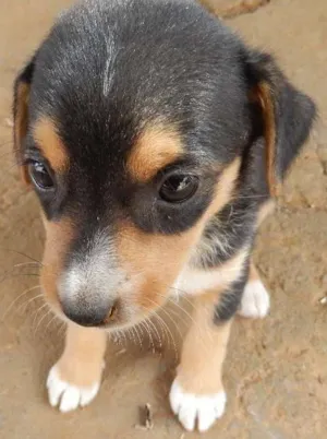 Cachorro raça  idade 2 a 6 meses nome Hope 