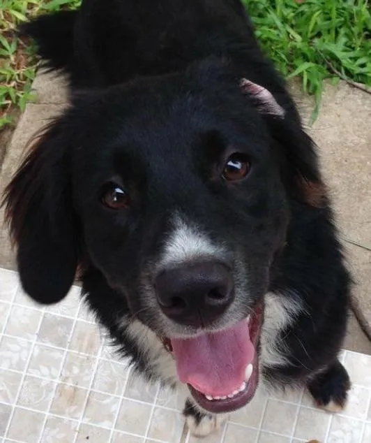 Cachorro ra a Vira lata idade 7 a 11 meses nome Greta