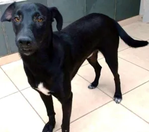 Cachorro raça SRD idade 2 anos nome MIKE