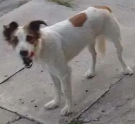 Cachorro ra a não sei idade  nome não sei