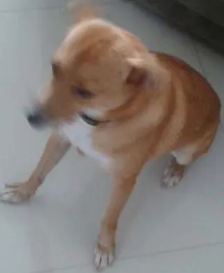 Cachorro ra a SRD idade 1 ano nome REBECA