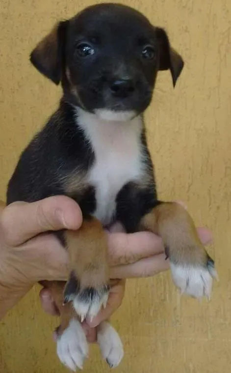 Cachorro ra a SRD idade  nome DALIA
