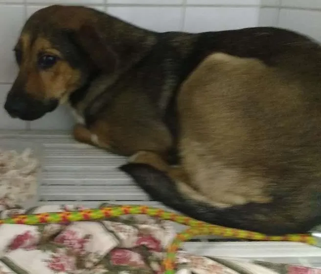 Cachorro ra a SRD idade  nome MEL