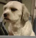 PUPY